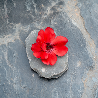 Geranium flower, reflecting the floral depth and vibrant character of Sandalure 18