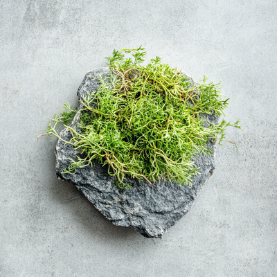 Oakmoss, contributing a fresh and earthy element to the natural essence of Lavendure 21